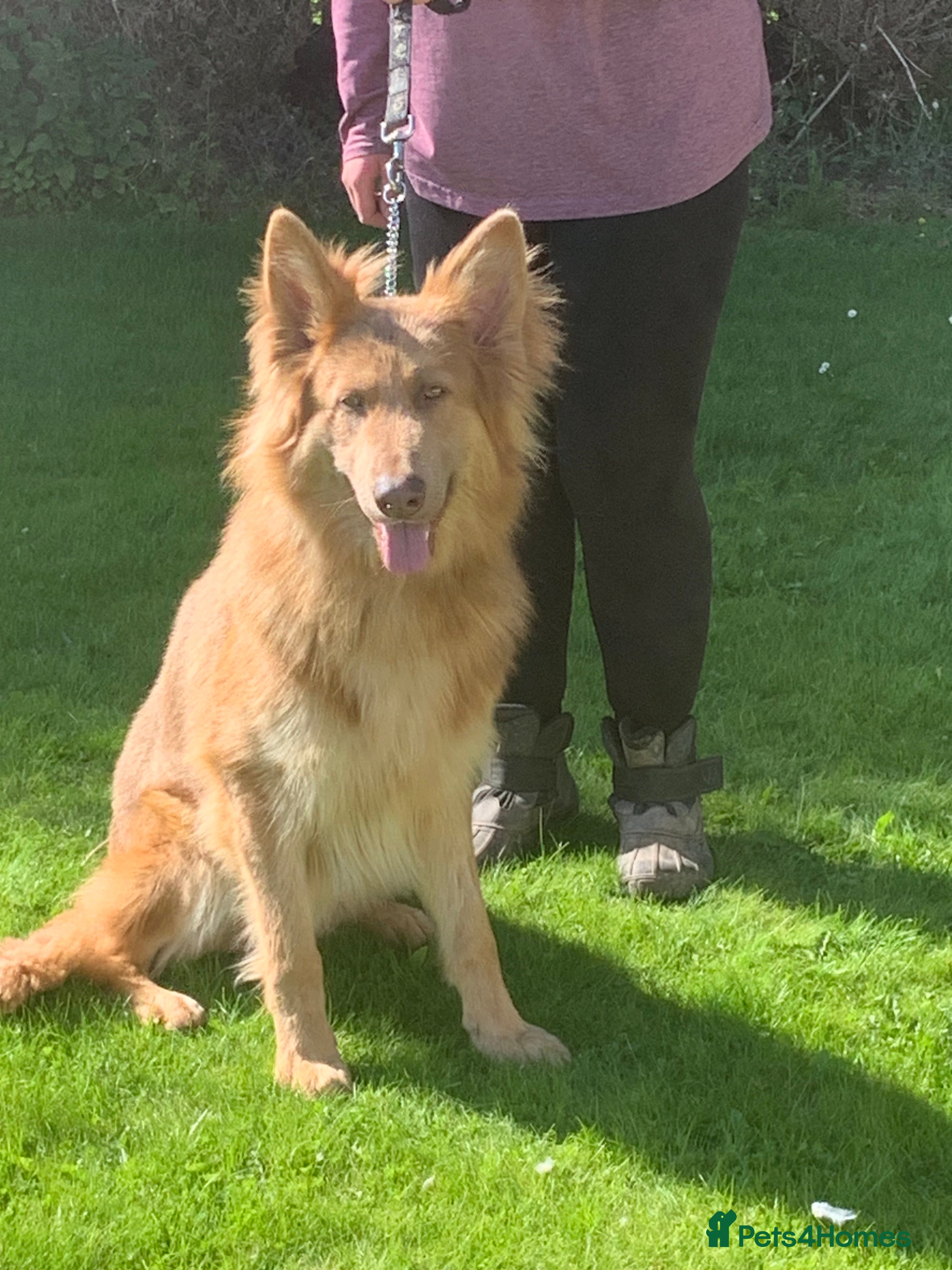 German Shepherd dogs for stud: Proven kcreg Isabella and tan German shepherd  in Dundee - Advert 2