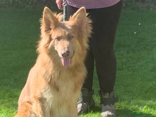 German Shepherd dogs Proven kcreg Isabella and tan German shepherd in Dundee - Advert 4