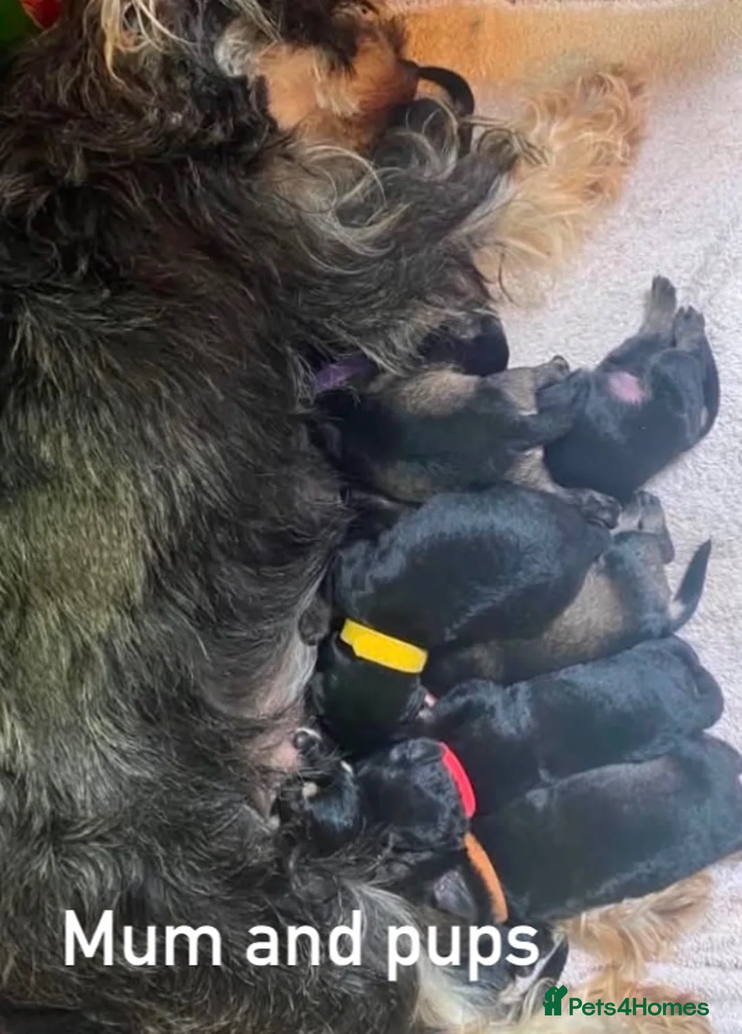 Schnoodle dogs for sale: F1 female Toy Schnoodle ready now  - Advert 6