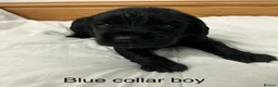 Cocker Spaniel dogs for sale: 🐾 GORGEOUS COCKER SPANIEL PUPPIES 🐾 - Advert 25