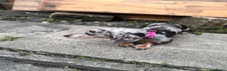Dachshund dogs for sale: Beautiful dachshund female - Advert 3
