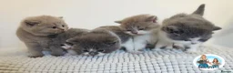 British Shorthair cats for sale: 5 Beautiful British short hair kittens available  - Advert 3