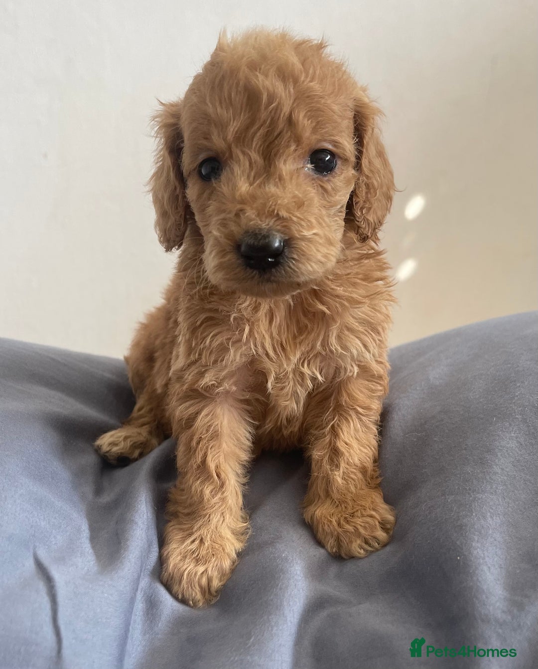 Cockapoo dogs for sale: Cockapoo puppies  - Image 5