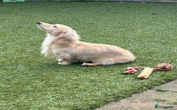 Miniature Dachshund dogs for stud: ee Cream Longhaired Miniature Dachshund for Stud in Helensburgh - Image 4