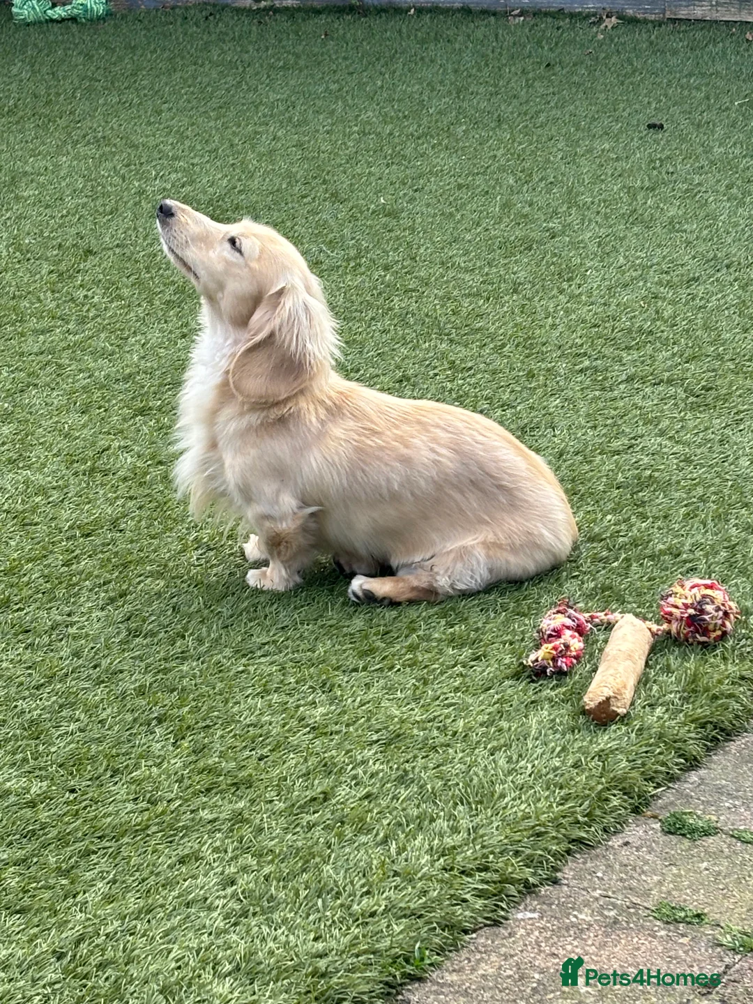 Miniature Dachshund dogs for stud: ee Cream Longhaired Miniature Dachshund for Stud in Helensburgh - Advert 4