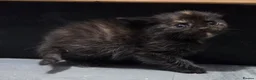 Mixed Breed cats for sale: Beautiful Fluffy Kittens Looking for Forever homes - Advert 9