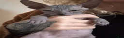 Sphynx cats for sale: Sphynx Kittens - Advert 6