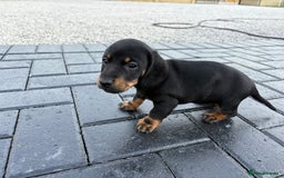 Dachshund dogs for sale: Miniature dachshund - Image 2