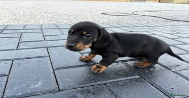 Dachshund dogs - Advert 7