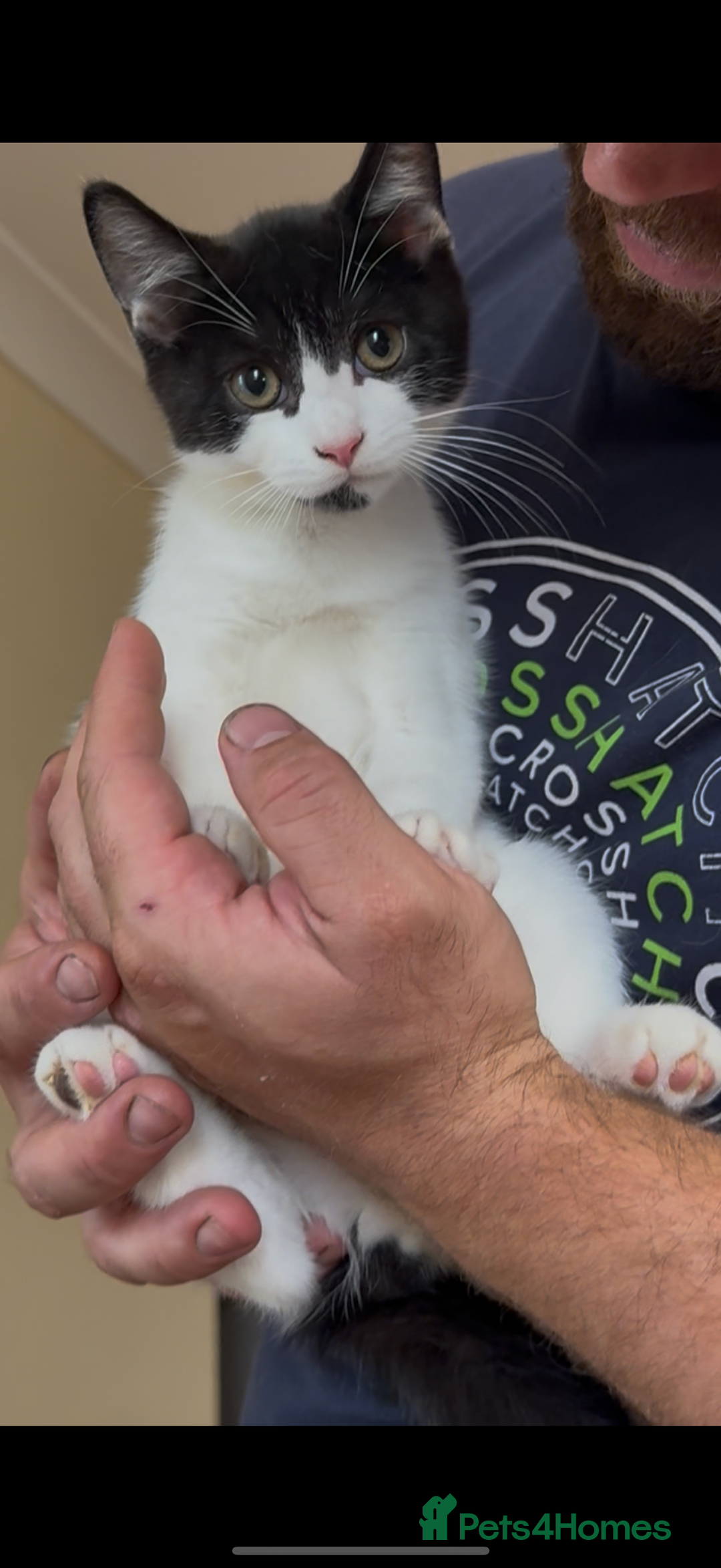 American Shorthair cats for sale: Adorable kittens looking for a loving home - Image 9