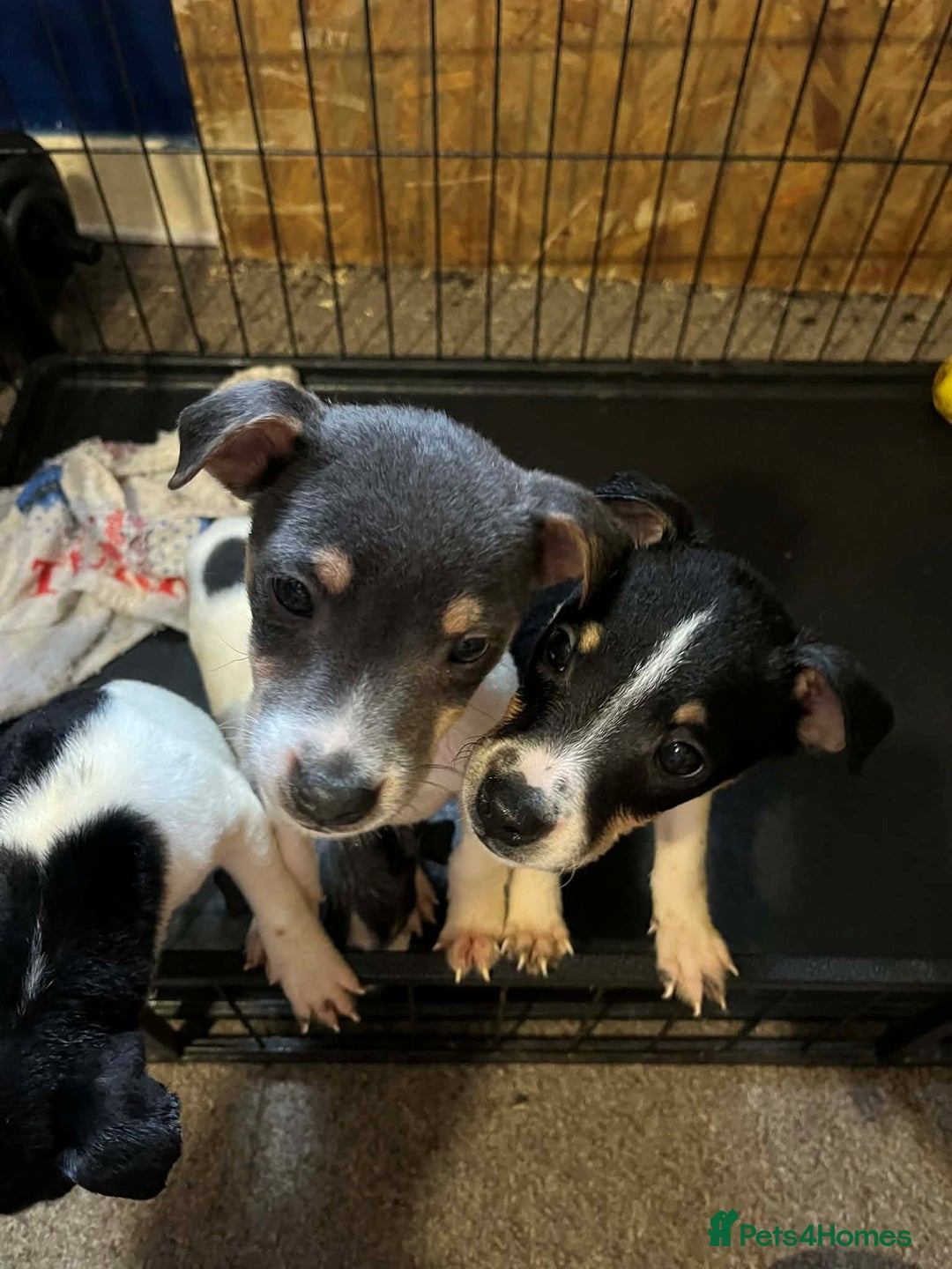 Jack Russell dogs for sale: four adorable jack russel puppies - Advert 13