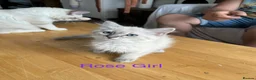 Siberian cats for sale: Amazing Siberian Neva Masquerade/Ragdoll kittens  - Advert 9