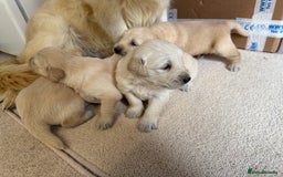 Golden Retriever dogs for sale: Stunning KC Registered Golden Retriever Puppies - Image 12