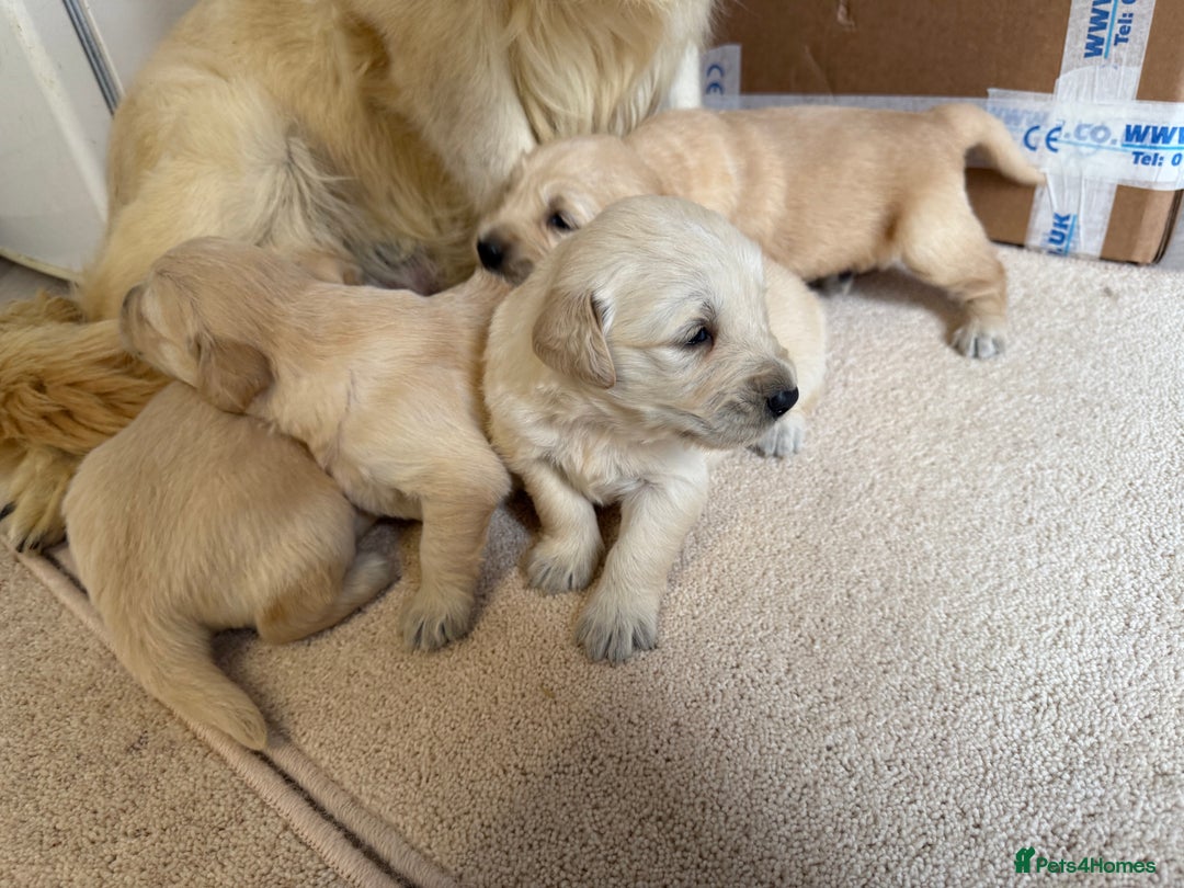 Golden Retriever dogs for sale: Stunning KC Registered Golden Retriever Puppies - Image 12