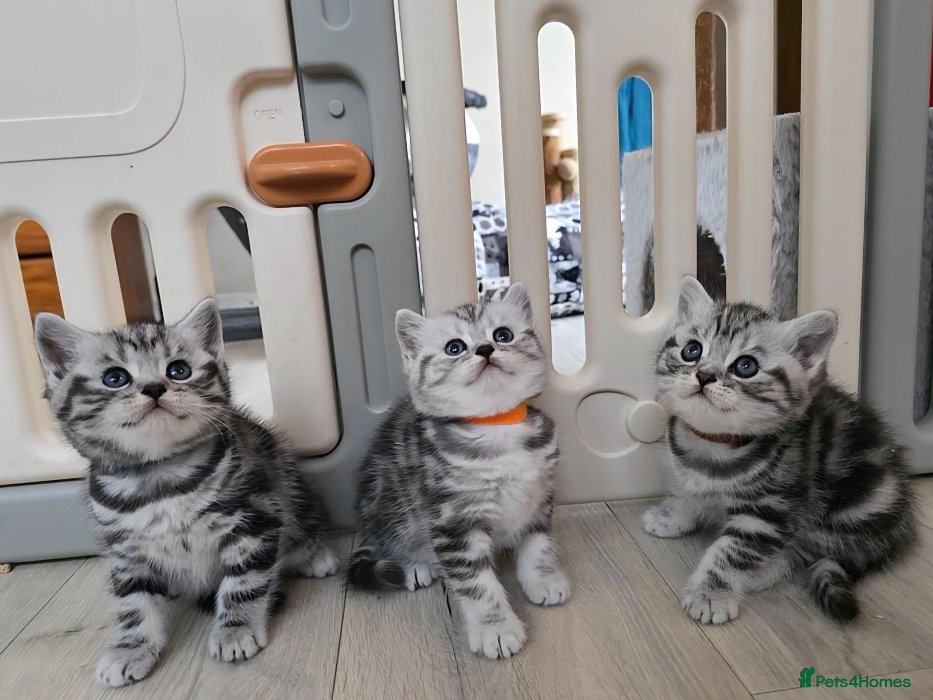 British Shorthair cats Original BSH Silver Tabby kittens  - Advert 8
