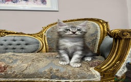 Maine Coon cats for sale: XXL Russian bloodline Maine Coon Kittens 20+Gen!🏆 - Image 31