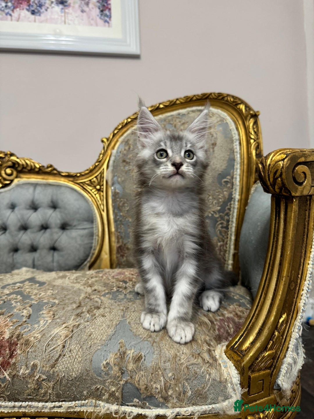 Maine Coon cats for sale: XXL Russian bloodline Maine Coon Kittens 20+Gen!🏆 - Image 31