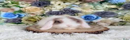 Mini Lop rabbits for sale: Vaccinated Mini Lop Girly ~ Ready Now - Advert 1