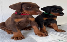 Dobermann dogs for sale: European Doberman Puppies - Champion Bloodline - Image 18