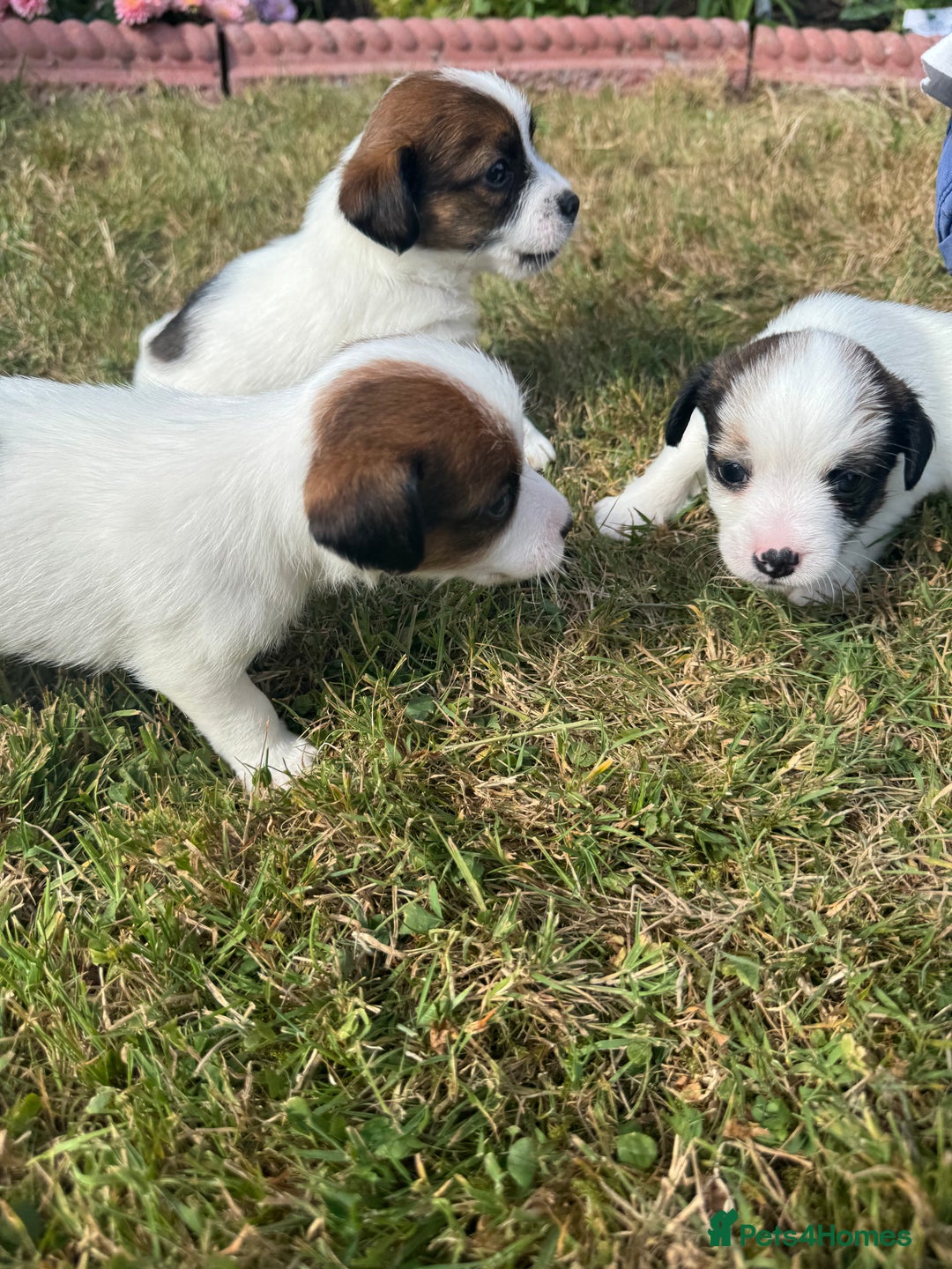 Jack Russell dogs for sale: Pedigree Jack Russell Puppies  - Image 28