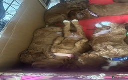Cavapoo dogs for sale: 7 gorgeous F1b Cavapoo Puppies (4 girls & 3 boys)  - Image 2