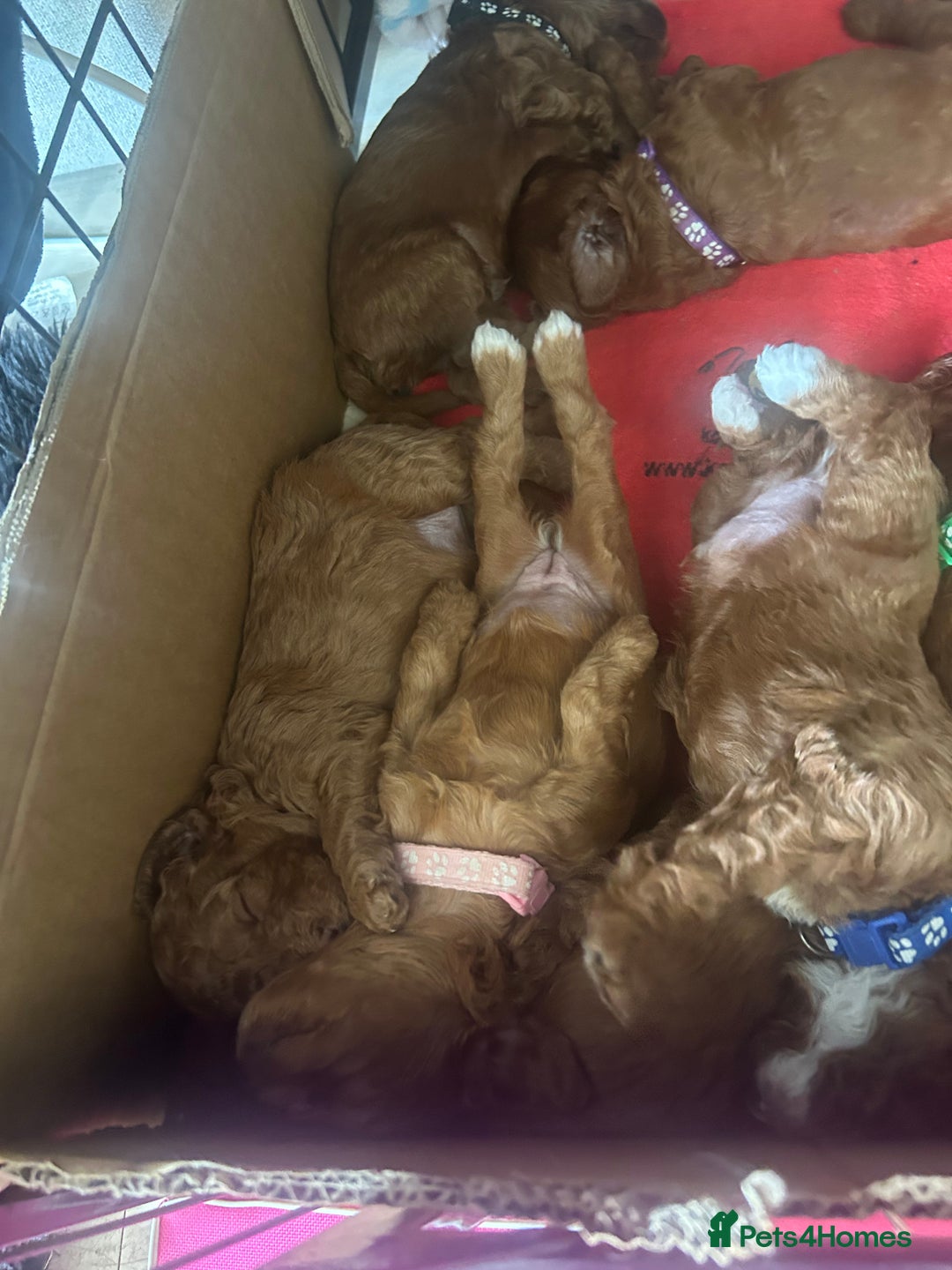 Cavapoo dogs for sale: 7 gorgeous F1b Cavapoo Puppies (4 girls & 3 boys)  - Image 2