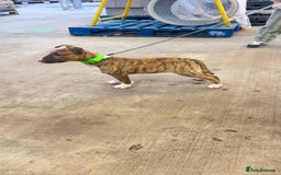 English Bull Terrier dogs for sale: English bull terrier male puppy  - Advert 3