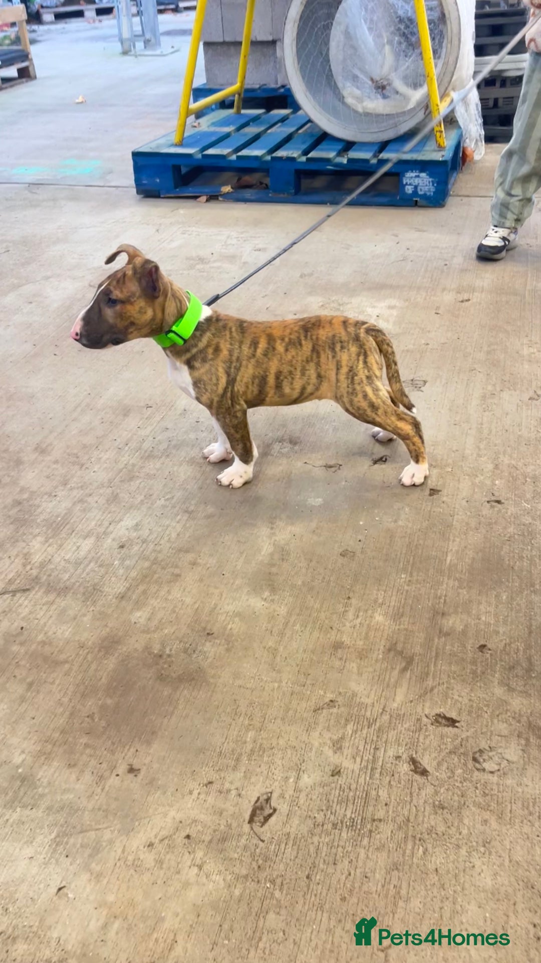 English Bull Terrier dogs for sale: English bull terrier male puppy  - Advert 3