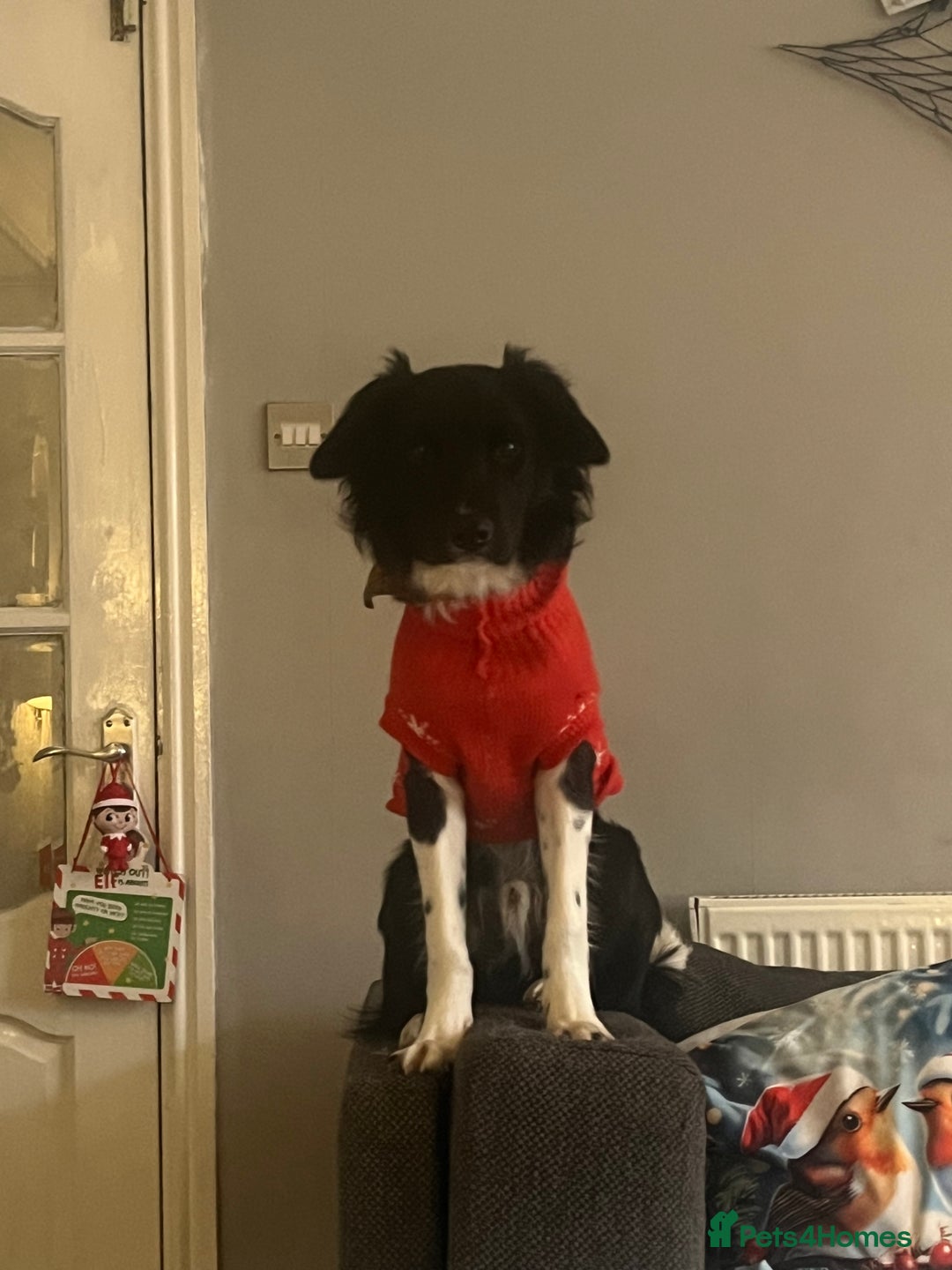 Border Collie dogs for sale: Glyn 8 months old border collie puppy  - Advert 1