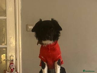 Border Collie dogs Glyn 8 months old border collie puppy - Advert 7