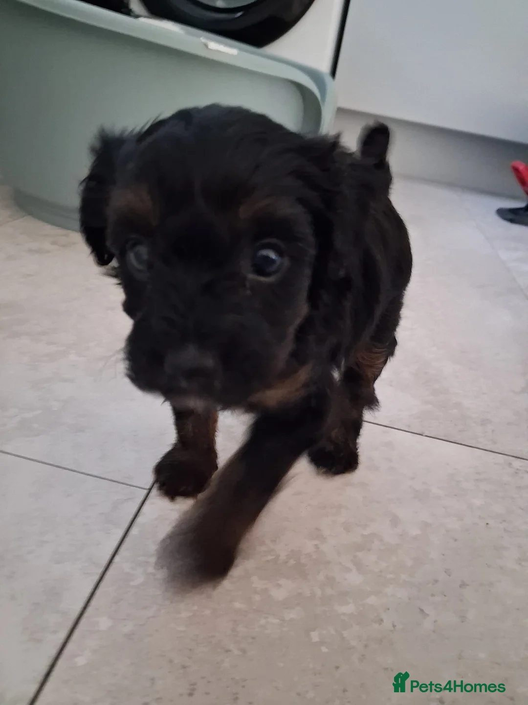 Yorkiepoo dogs for sale: Yorkiepoos  - Advert 1