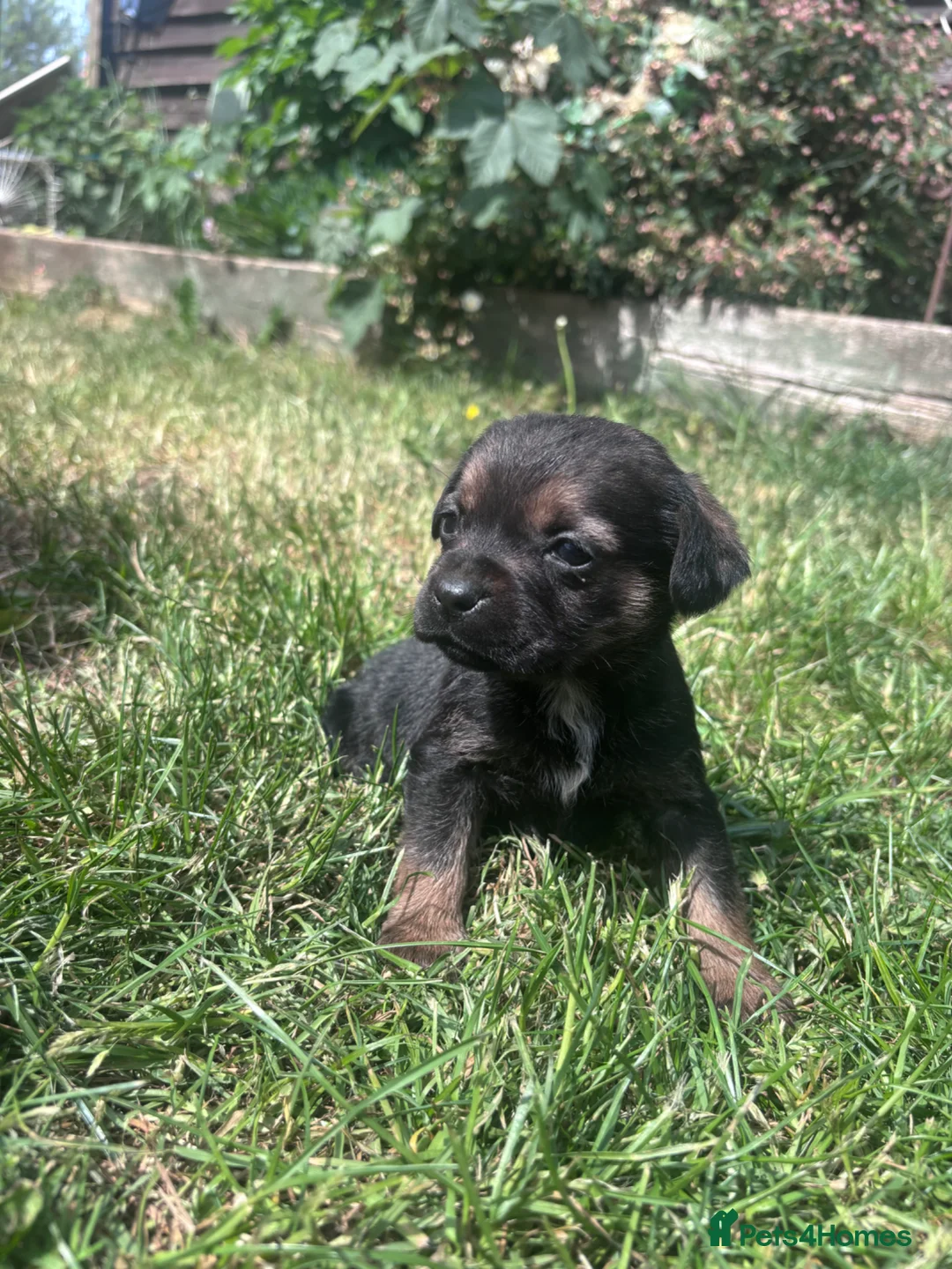 Mixed Breed dogs for sale: Beautiful super friendly puppies  in Banbury - Advert 7