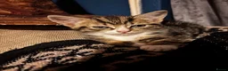 Mixed Breed cats for sale: 2 female kittens  in Louth - Advert 2