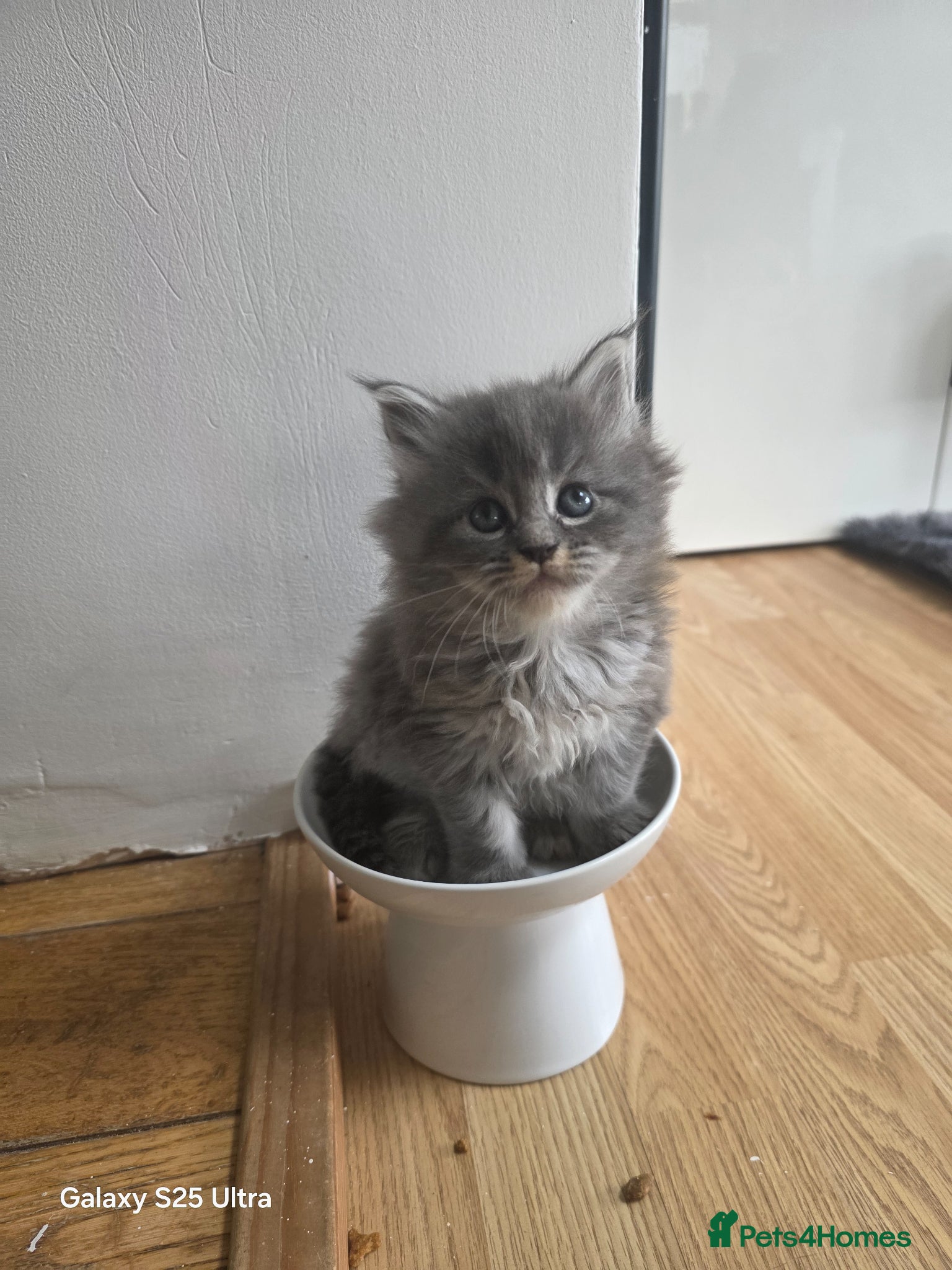 Maine Coon cats  Pure Maine coon kittens  - Advert 8