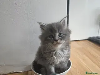 Maine Coon cats Pure Maine coon kittens - Advert 8