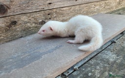 Ferret rodents for sale: Albino ferrets  - Image 5