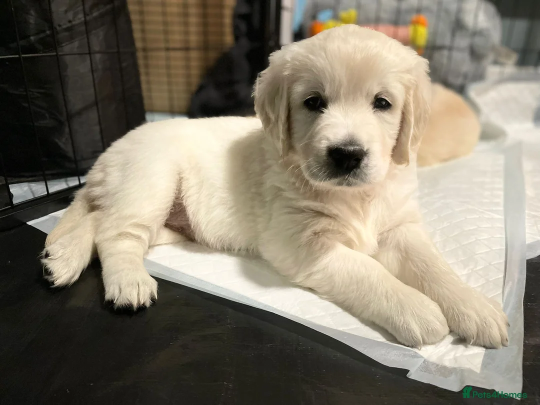 Golden Retriever dogs for stud: Gorgeous KC registered golden retriever Stud,  - Advert 14