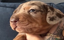 Miniature Dachshund dogs for sale: Miniature dapple dachshund  - Image 8