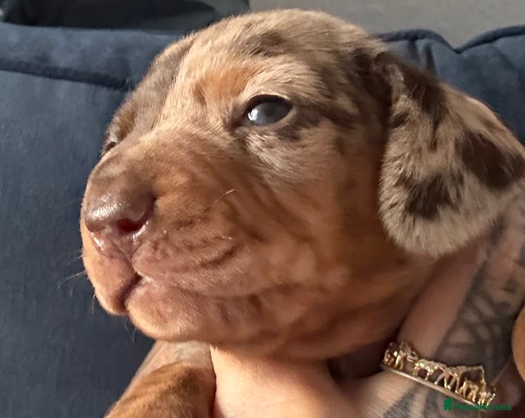 Miniature Dachshund dogs for sale: Miniature dapple dachshund  - Image 8