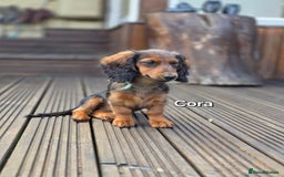 Dachshund dogs for sale: Red long-haired standard dachshund puppies - Image 30