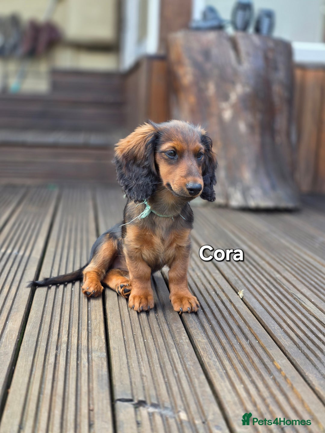 Dachshund dogs for sale: Red long-haired standard dachshund puppies - Image 30