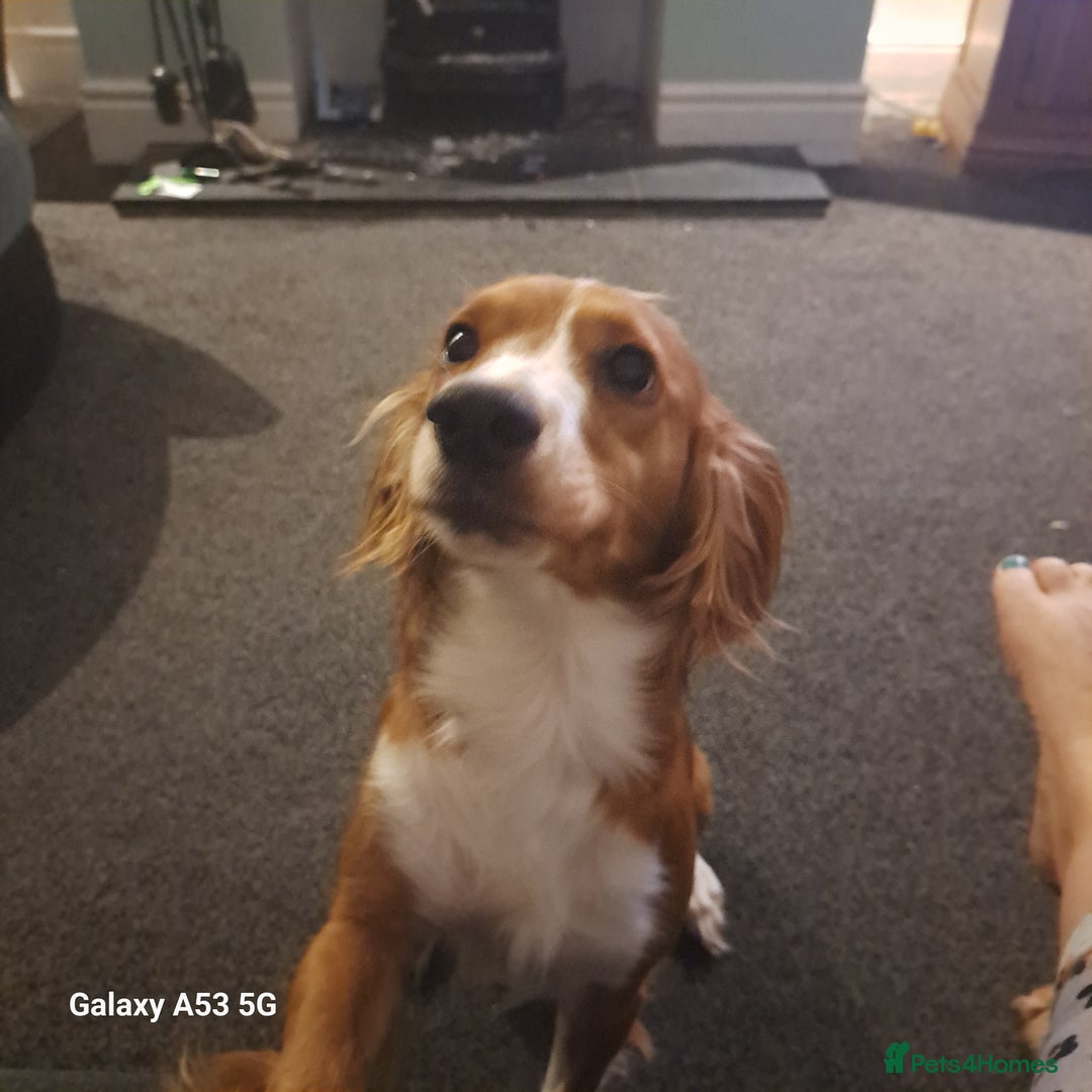 Cocker Spaniel dogs for sale: Cocker spaniel  - Image 6
