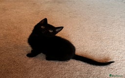 Mixed Breed cats for sale: Ginger boy black girl kittens approx 9 weeks - Image 5
