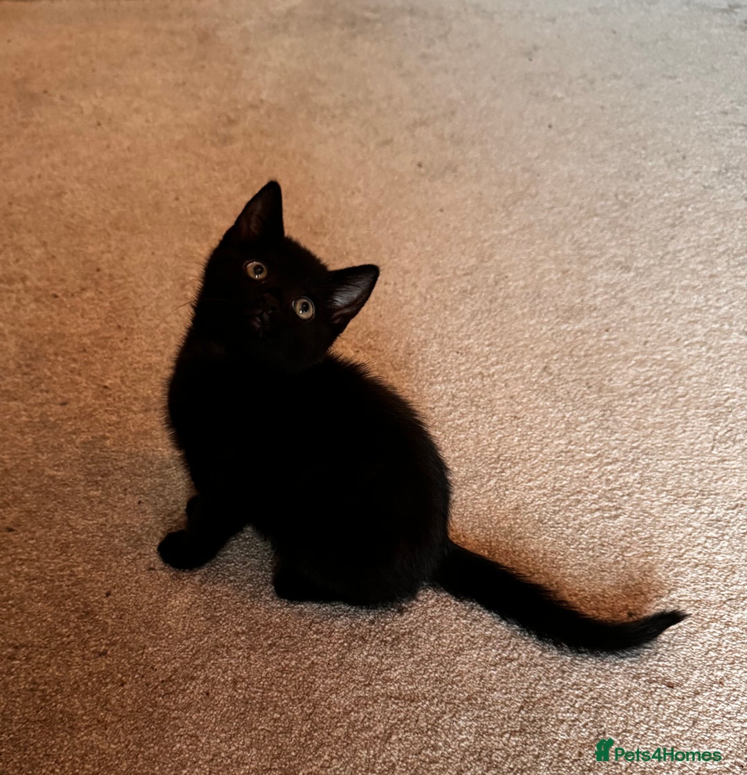 Mixed Breed cats for sale: Ginger boy black girl kittens approx 9 weeks - Image 5