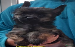 Chinese Crested dogs for sale: 3 Chinese Crested Powder Puff boys - Image 2
