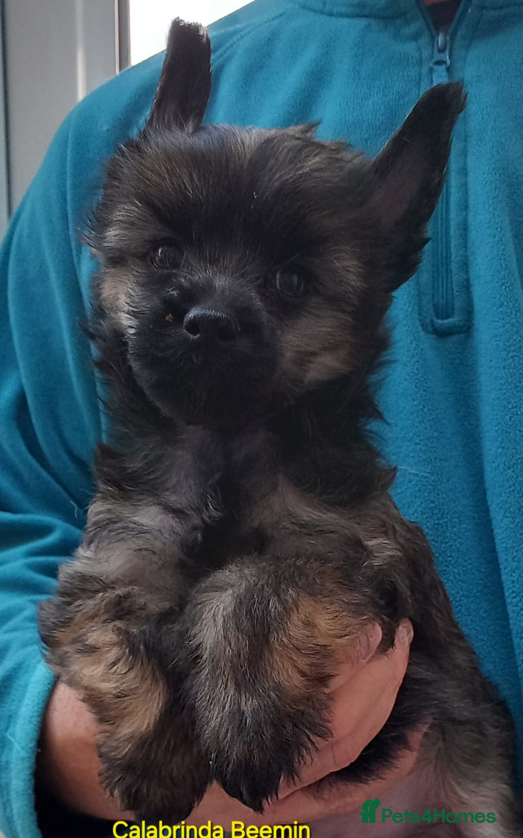 Chinese Crested dogs for sale: 3 Chinese Crested Powder Puff boys - Image 2