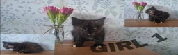 Mixed Breed cats for sale: Ginger kittens for sale - Advert 4