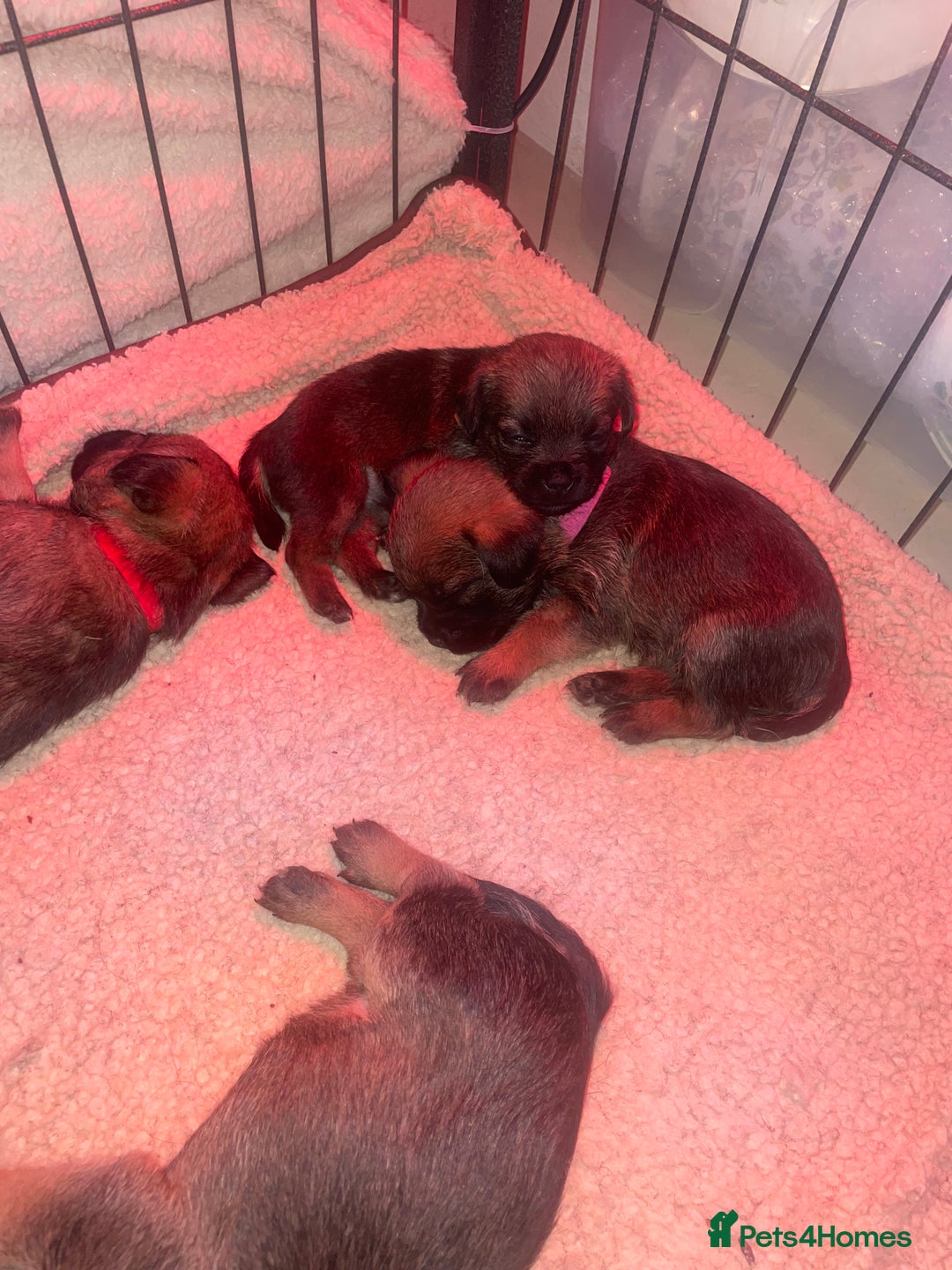 Border Terrier dogs for sale: Pedigree slem clear border terrier - Image 13