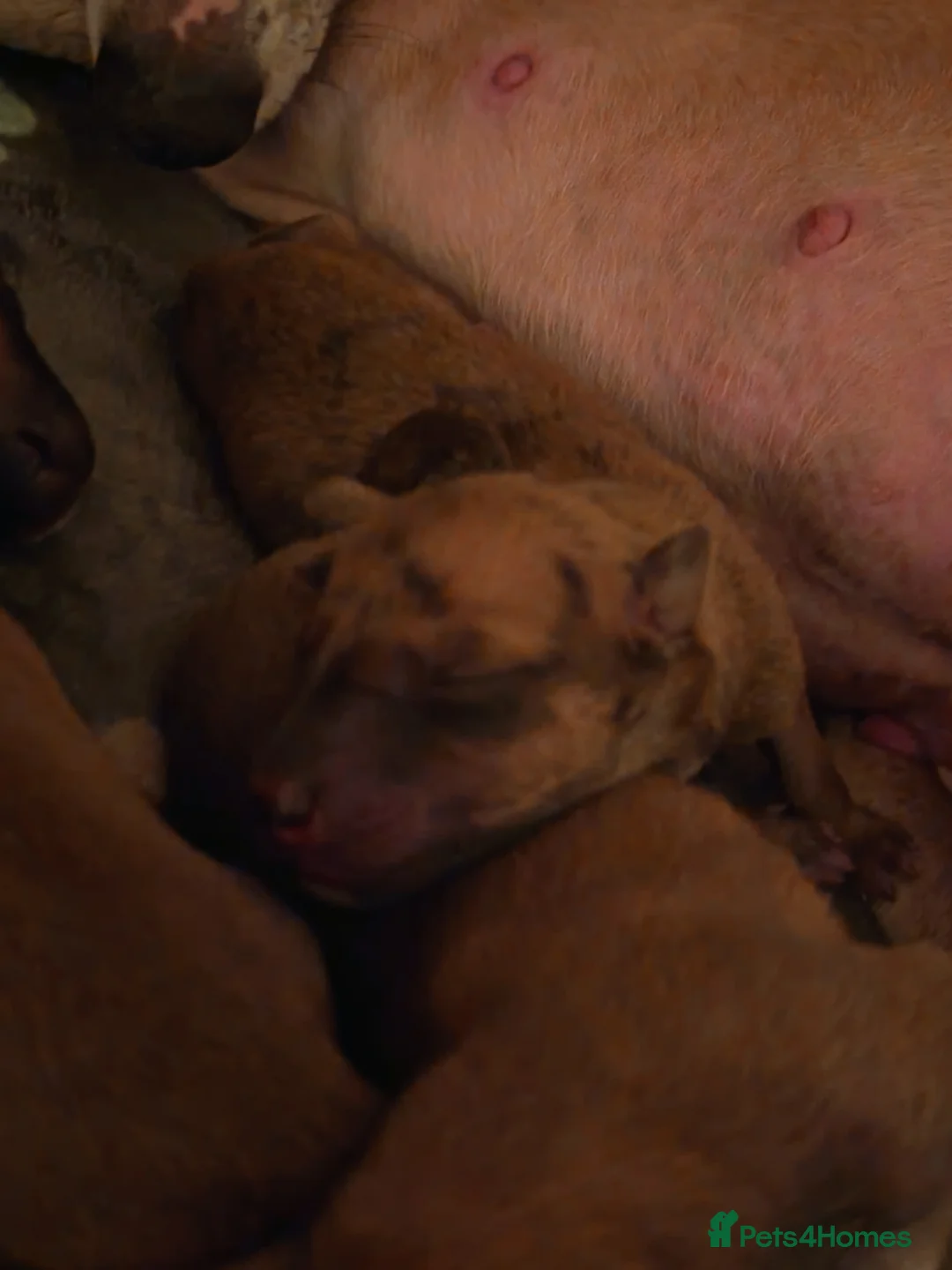 Whippet dogs for sale: KC registered puppies  - Advert 7