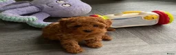 Cavapoo dogs for sale: Stunning toy-Cavapoo fully DNA tested parent   - Advert 9